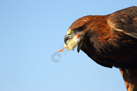 金鹰和小鸡猎物食肉动物野生动物羽毛捕食者食物图片