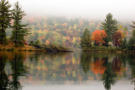 重叠日树叶叶子岩石橙子爬坡薄雾农村森林树木国家图片