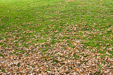 公园叶子季节白色植物季节性树叶灰色绿色棕色美丽图片