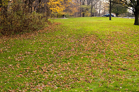 公园季节棕色植物季节性绿色白色树叶美丽灰色叶子图片