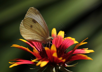 蝴蝶坐落在石器上白色宏观红色昆虫翅膀绿色动物群动物黑色植物群图片