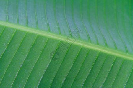 香蕉叶特写绿色线条细胞植被树干光合作用叶子丛林植物异国图片