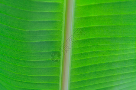 香蕉叶特写植物叶子生活植物群生长细胞植物学丛林条纹树干图片