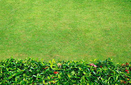绿绿草纹理生长投标园林植物群绿化绿色植物植物院子草皮图片