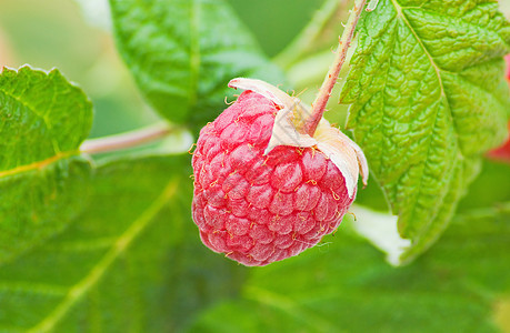 红草莓浆果水平绿色健康饮食叶子红色食物水果覆盆子图片