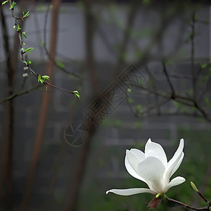 一朵美丽的白木兰花 鲜香的香味喜悦花卉花瓣花园摄影玉兰气味植物太阳白色背景图片