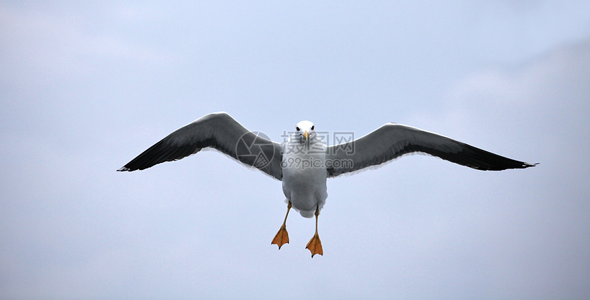 正在飞行的海鸥孤独野生动物荒野运动航班愤怒动物鸟类学场景翅膀图片