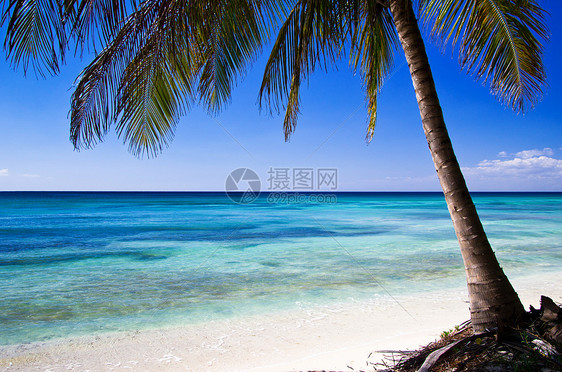 加勒比海滩热带旅游叶子旅行假期阳光海岸海浪植物太阳图片
