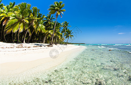 有棕榈树的海滩植物棕榈旅行椰子阳光旅游海浪海洋假期海岸图片