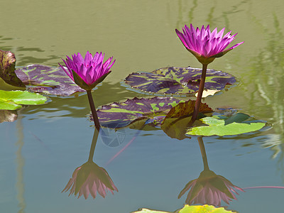 池塘里一对粉红水百合花图片