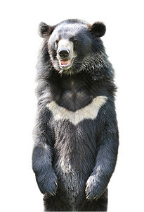 亚非黑熊男性动物园力量动物花园月亮外套野生动物毛皮耳朵图片