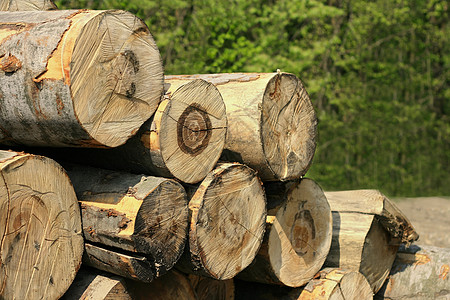 蜂木环境榉木生态公园森林树干国家山毛榉林业木材图片