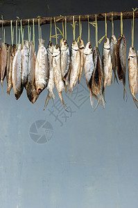 干燥过程中挂在了牛奶鱼身上动物产品商业钓鱼渔夫午餐市场盐渍尾巴海鲜图片
