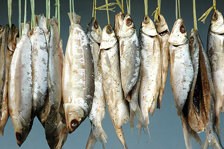 干燥过程中挂在了牛奶鱼身上烹饪盐渍营养熏制动物商业产品美食渔夫太阳图片