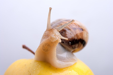 黄苹果上的钉子宏观天线鼻涕虫螺纹牛角黄色脊椎动物花园蜗牛螺旋图片