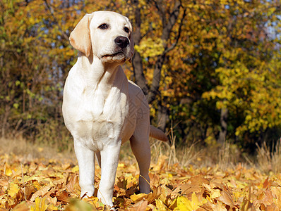 秋天的黄拉布拉多小狗孩子公园树叶喜悦朋友宠物太阳森林猎犬图片