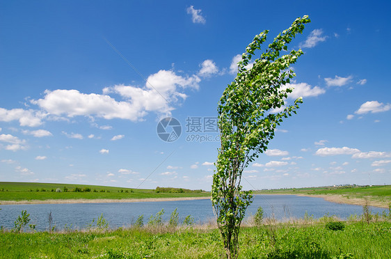 深蓝天空下河流附近Poplar树图片