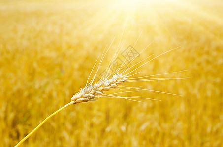 阳光照耀下的小麦耳图片