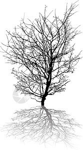 摘要树落叶对象幽灵乔木坡度白色季节阴影死亡黑色图片