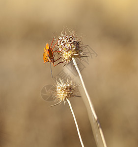 干花上的昆虫寒意条纹植物学环境花园植物群甲虫草原气氛季节图片
