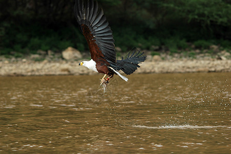 非洲鱼鹰钓鱼动物裂谷翅膀飞行动物群羽毛捕食者棕色白色图片