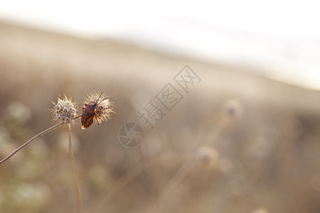 昆虫漏洞条纹植物草地甲虫季节环境气氛草原夫妻图片