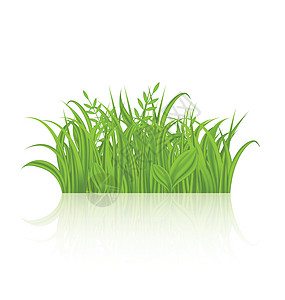 以白色背景隔离的 反射偏白本面的绿草生活幼苗插图设计草地场地植被环境叶子刀刃图片