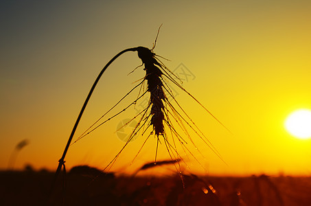 日落时熟麦子的湿耳朵图片