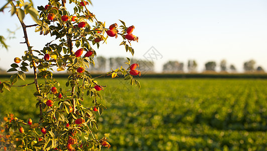 玫瑰臀部浆果草本植物食物植物天空药品寒意蓝色美丽蔷薇图片