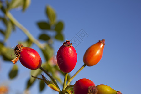 玫瑰臀部分支机构食物天空美丽叶子治疗水果季节宏观浆果图片