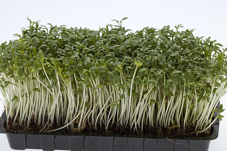 白后腹骨上孤立的稻苗草本植物花园植物食欲沙拉饮食温室蔬菜食物水芹图片