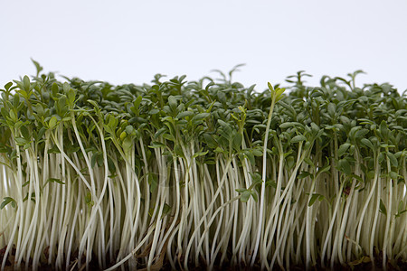 白后腹骨上孤立的稻苗沙拉香气食欲森林味道蔬菜叶子饮食温室花园图片