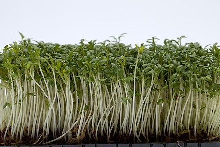 白后腹骨上孤立的稻苗灌木饮食温室蔬菜花园食欲草本植物味道芳香植物图片
