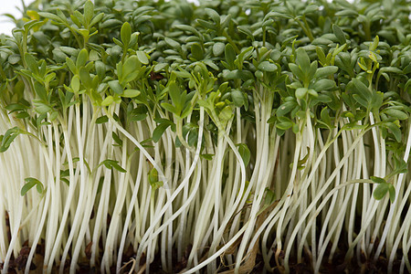 白后腹骨上孤立的稻苗植物蔬菜草本植物灌木味道温室花园食欲香气森林图片