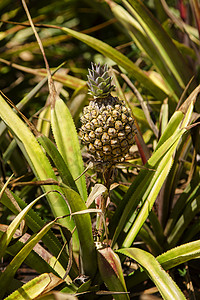 小菠萝植物凤梨兄弟热带花园营养食物饮食天堂树叶图片