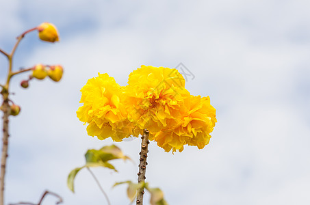 黄丝棉或科克洛皮花粉花朵黄色植物学植物丝棉气候花瓣图片