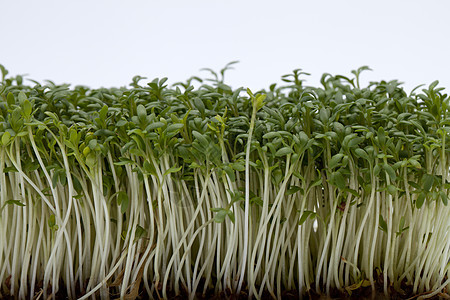 白后腹骨上孤立的稻苗饮食香气食物芳香水芹植物叶子蔬菜食欲沙拉图片