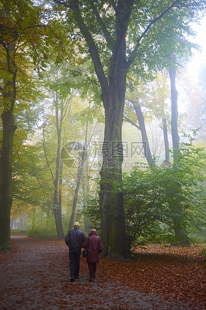 公园里的老夫妇小路人行道叶子树干薄雾分支机构生长美丽季节植物图片