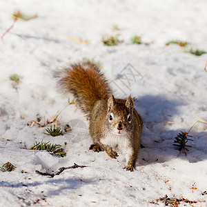 警示可爱的美国红松鼠冬雪姿势小动物松鼠毛皮尾巴哺乳动物生物冒充野生动物公园图片