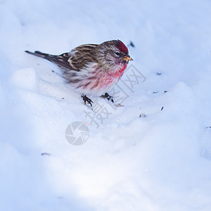 冬季积雪时常见的红蛋白卡迪埃尔斯火烈米图片