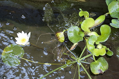 Nymphaea Lilly水忍者睡莲淡水青蛙若虫池塘沼泽动物牧歌植物图片