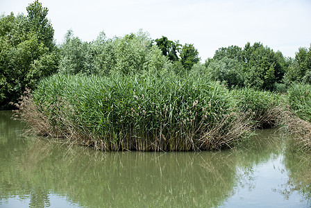 湖沼泽旅游树木公园旅行康复农村植被乡村植物图片