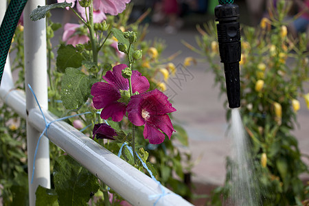给园圃浇水植物草地树叶叶子花园花蜜花束季节粉色环境图片