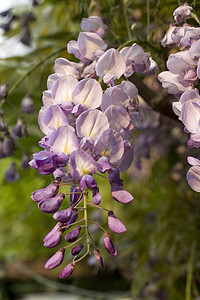 Wisteria工厂植物花瓣雌蕊花束树叶花店植物群图片