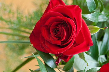 红玫瑰花园宏观生日玫瑰花瓣花朵婚礼女性念日植物图片