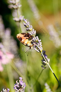 熏衣草花上的蝴蝶自由花瓣植物昆虫翅膀花园花店植物学树叶园艺图片