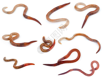 白色背景的动物蠕虫地球生活棕色蠕变片段昆虫摇摆者蚯蚓环节生物学背景图片