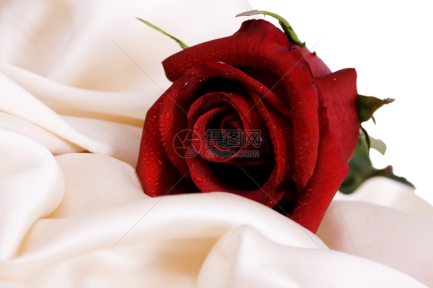 红玫瑰和白丝绸灵敏度礼物舞会财富女性化婚礼音调邀请函订婚花瓣图片