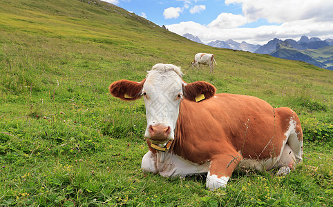 高山牧场和奶牛图片