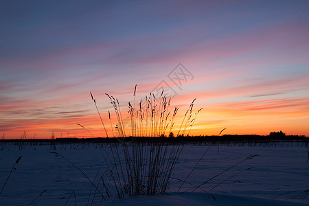 冬季地貌景观 自然构成晴天日落冻结天空太阳植物稻草芦苇蓝色海滩图片